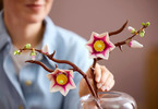 LEGO Botanicals - Větvičky magnólie