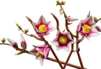 LEGO Botanicals - Větvičky magnólie
