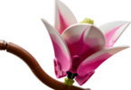 LEGO Botanicals - Větvičky magnólie