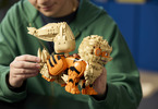 LEGO Pokémon - Arcanine