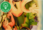 Revell Tiny Adventures - The Jungle Book